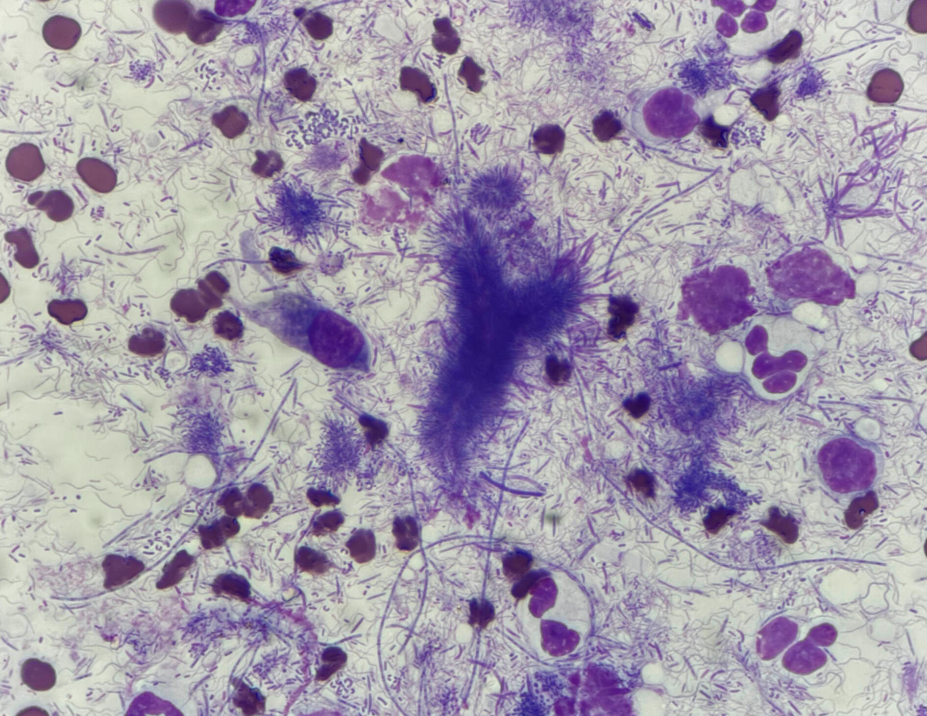 Išsami